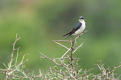 Hirundo dimidiata dimidiata
