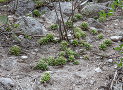 Mammillaria longimamma