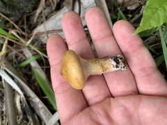 Suillus