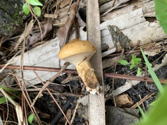 Suillus
