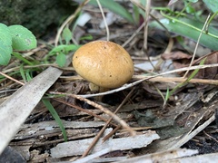 Suillus