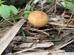 Suillus