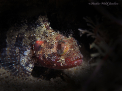 Downy Blenny photo 3