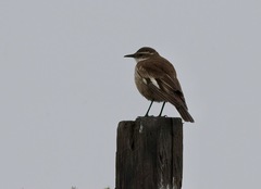 Cinclodes atacamensis