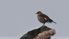 Cinclodes atacamensis