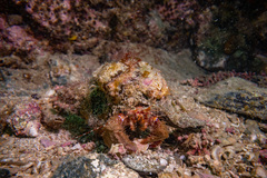 Diacanthurus spinulimanus