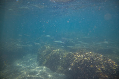 Hyporhamphus ihi