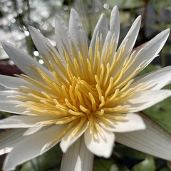 Nymphaea nouchali caerulea