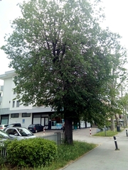Ulmus minor