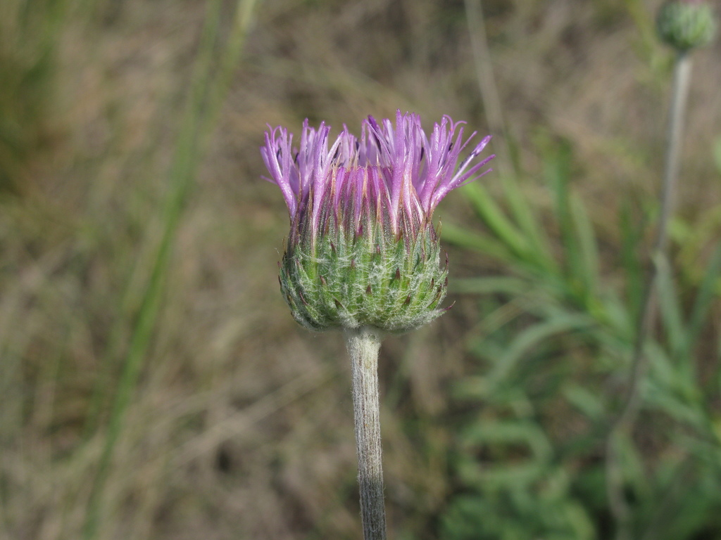 Jurinea cretacea