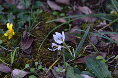 Colchicum hungaricum