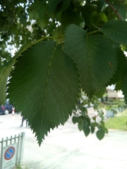 Ulmus minor