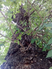 Ulmus minor