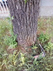 Ulmus minor
