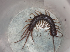 Lithobius pilicornis