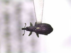 Perapion punctinasum