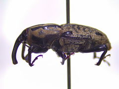 Sphenophorus cariosus