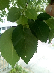 Ulmus minor