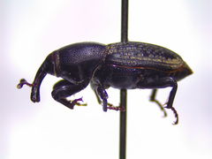 Sphenophorus cicatristriatus