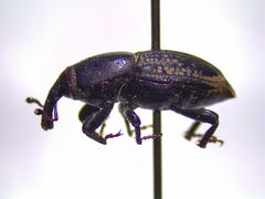 Sphenophorus cicatristriatus