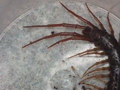 Lithobius pilicornis