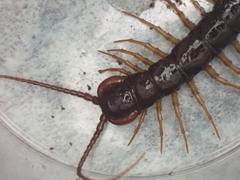 Lithobius pilicornis