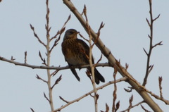 Turdus pilaris