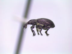 Perapion punctinasum