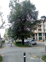 Ulmus minor