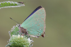 Cyanophrys herodotus