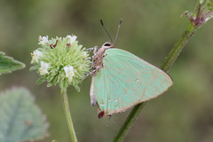 Cyanophrys herodotus