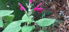 Salvia dorisiana