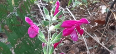 Salvia dorisiana