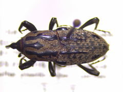 Sphenophorus cariosus