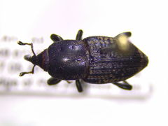 Sphenophorus cicatristriatus