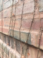 Parthenocissus tricuspidata