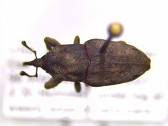 Sphenophorus callosus
