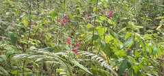 Salvia dorisiana