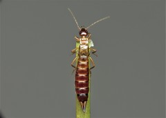 Apterygida albipennis