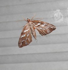 Chalastra aristarcha