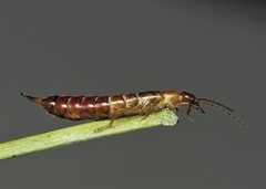 Apterygida albipennis