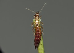 Apterygida albipennis