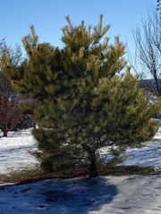 Pinus pungens