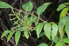 Rhus terebinthifolia