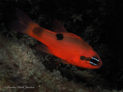 Apogon maculatus