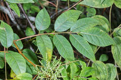 Rhus terebinthifolia