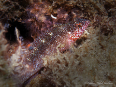 Malacoctenus macropus