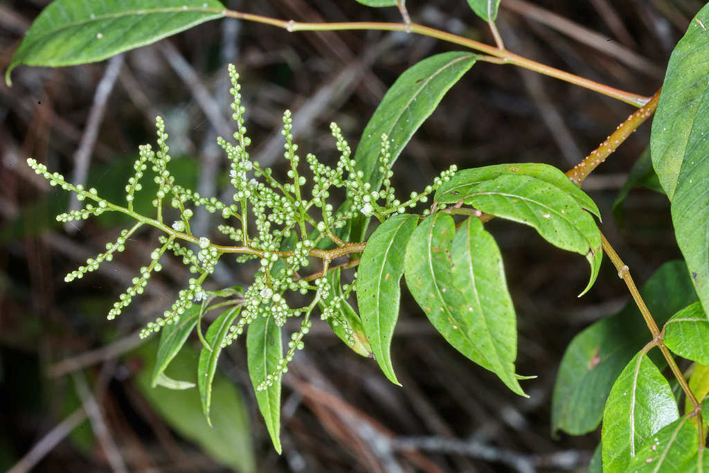 Rhus terebinthifolia