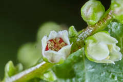Rhus terebinthifolia