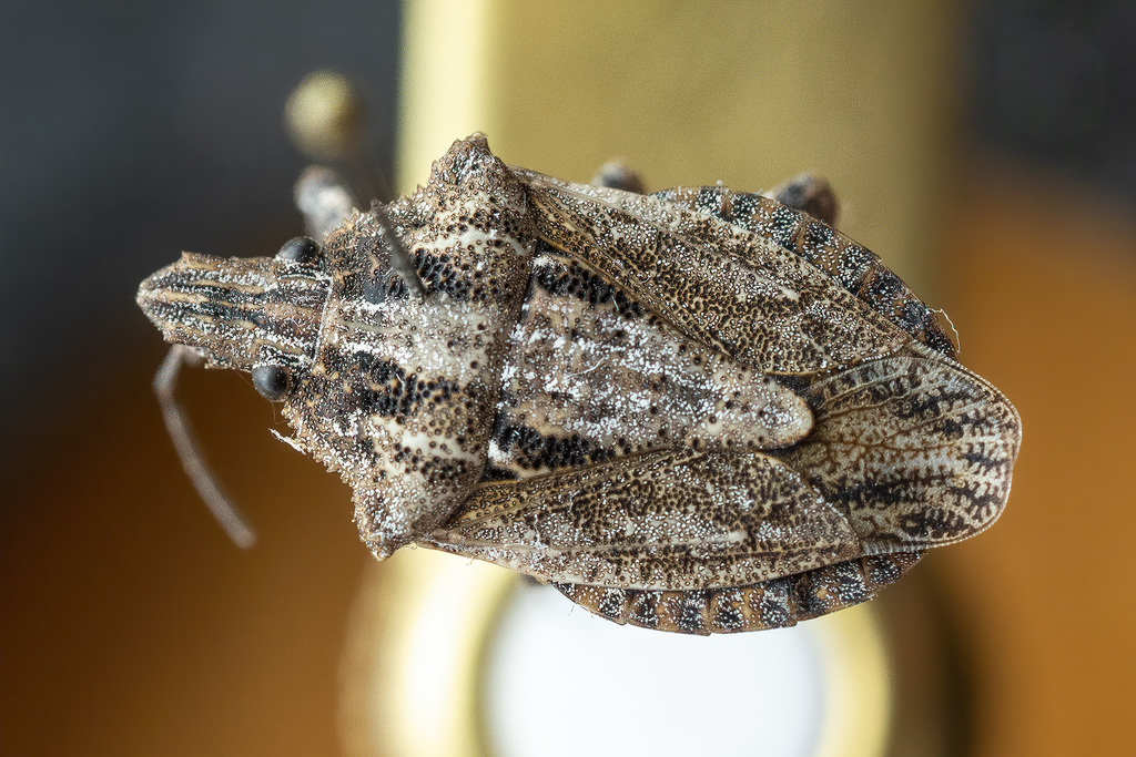 Brochymena lineata